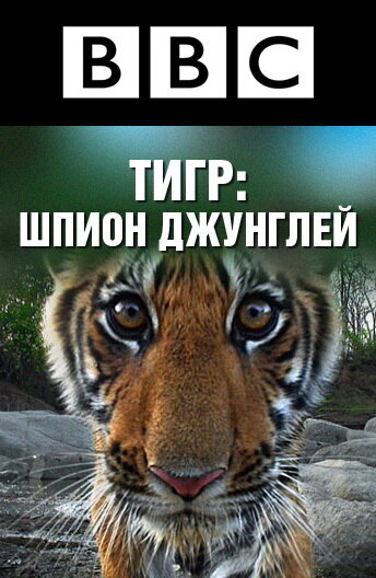 BBC: Тигр – Шпион джунглей / Tiger: Spy in the Jungle (2008)